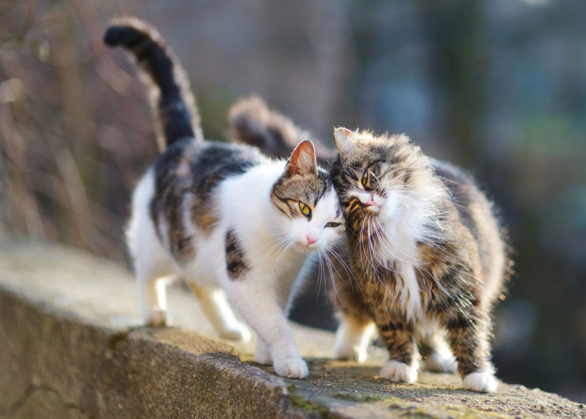 chat amoureux