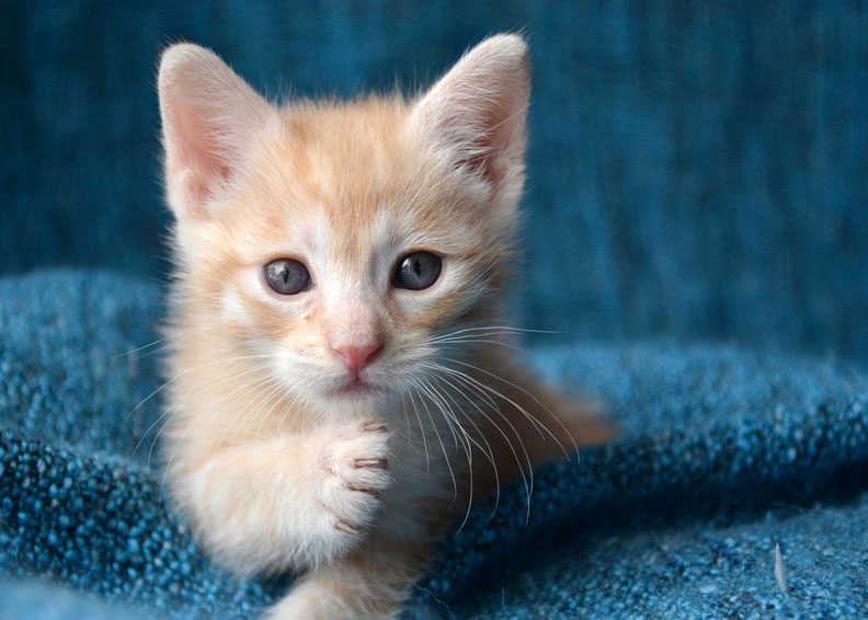 jeune chat chaton sarlat